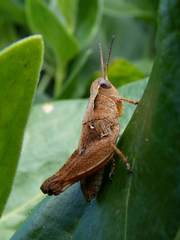 Phaulacridium vittatum