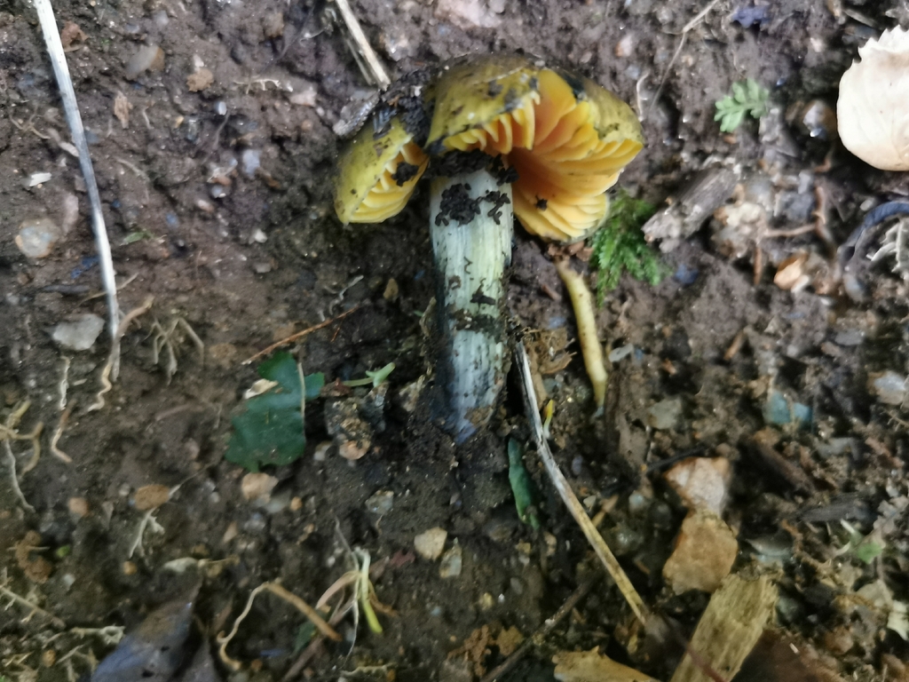 Hygrocybe astatogala · April 2026 · photo: © luisa5719 (iNaturalist, cc-by)