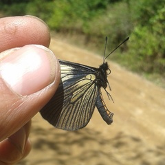 Altinote ozomene nox