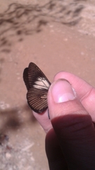 Altinote ozomene nox