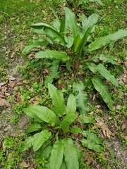 Rumex sanguineus