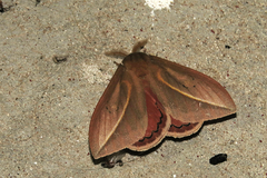 Pseudautomeris grammivora