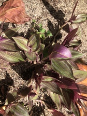 Tradescantia zebrina zebrina