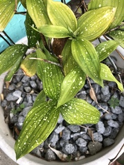 Dracaena surculosa
