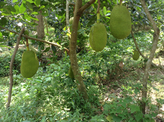 Artocarpus heterophyllus