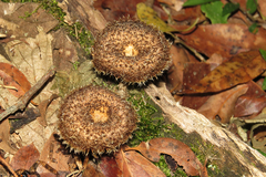 Lentinus