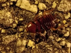 Periplaneta fuliginosa