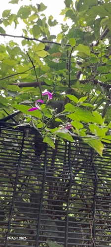 Dicliptera cernua, photograph 5