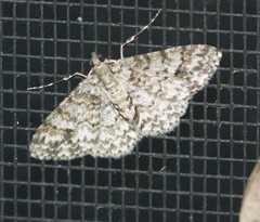 Myrioblephara desumpta