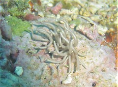 Phyllodesmium briareum