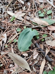 Polygonatum falcatum, photograph (c) WATANABE Hitoshi 渡辺仁, some rights reserved (CC BY)