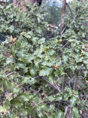 Quercus durata