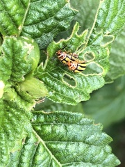 Disonycha spilotrachela