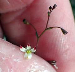 Nemacladus orientalis