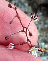 Nemacladus orientalis