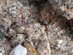 Nemacladus orientalis