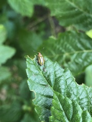 Disonycha spilotrachela