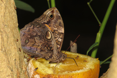 Opsiphanes quiteria