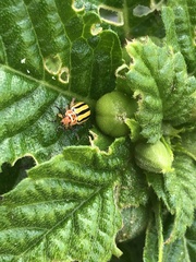 Disonycha spilotrachela