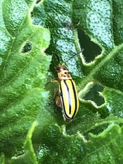 Disonycha spilotrachela