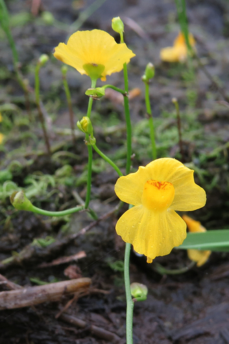 humped bladderwort