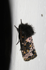 Xanthopastis timais