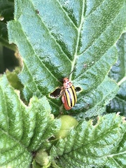 Disonycha spilotrachela