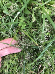 Eragrostis amabilis