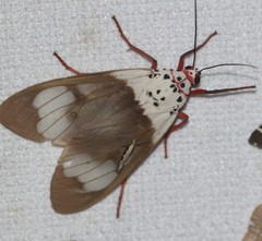 Amerila crokeri