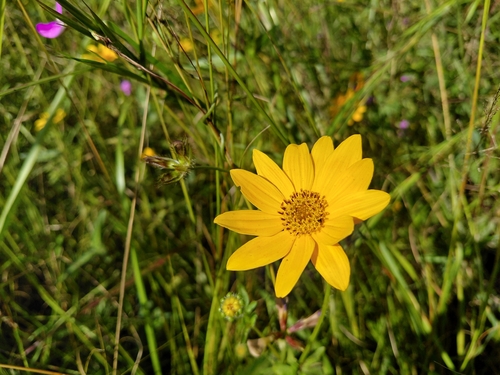 Munodo bur-marigold