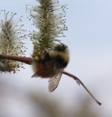 Bombus lapponicus