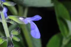 Salvia stachydifolia