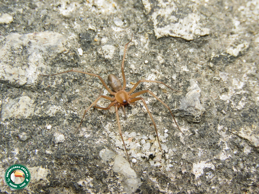 Cithaeron reimoseri