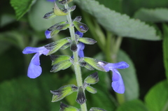 Salvia stachydifolia