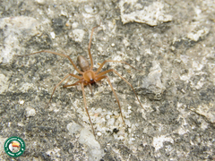 Cithaeron reimoseri