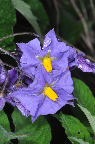 Purple Potato