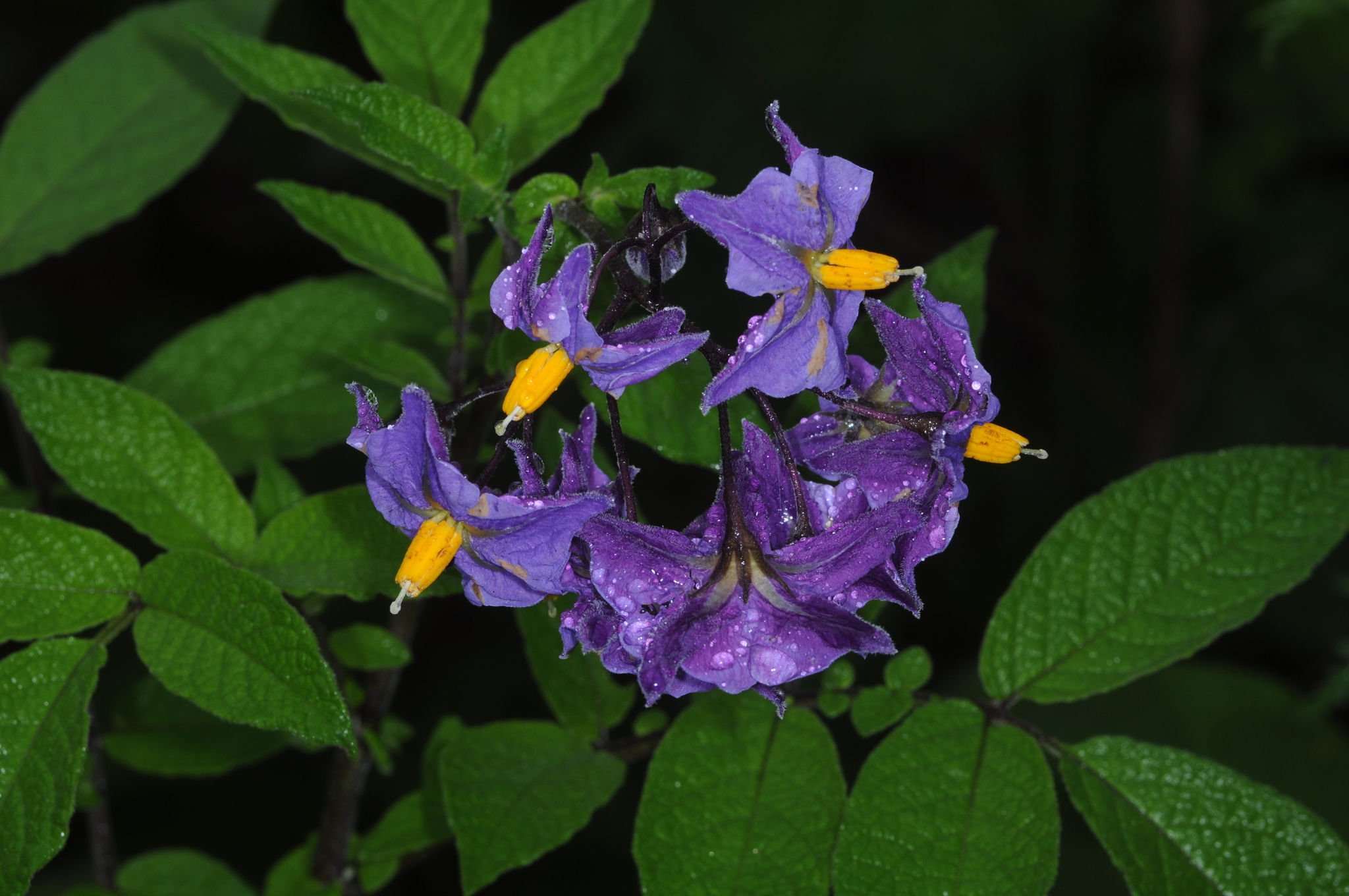 Solanum vernei