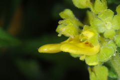 Calceolaria teucrioides
