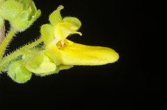 Calceolaria teucrioides