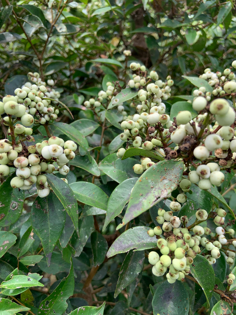 Jambu nasi-nasi (Syzygium zeylanicum)