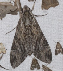 Agrius godarti