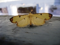 Uncobotyodes patulalis