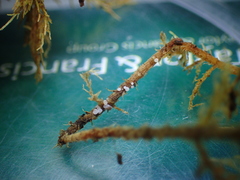 Bryoscyphus rhytidiadelphi