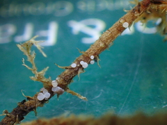 Bryoscyphus rhytidiadelphi