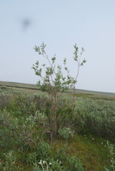 Salix boganidensis