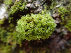 Zygodon viridissimus