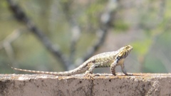 Sceloporus spinosus