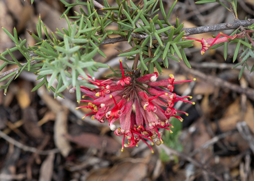 Grevillea huegelii, photograph 1
