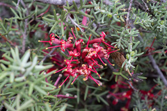 Grevillea huegelii