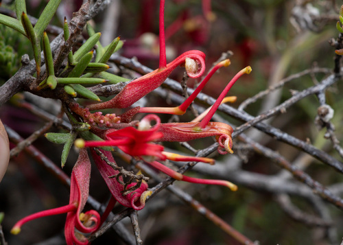 Grevillea huegelii, photograph 2